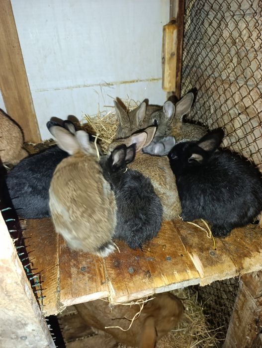 Quyon bolachala 40 kunli