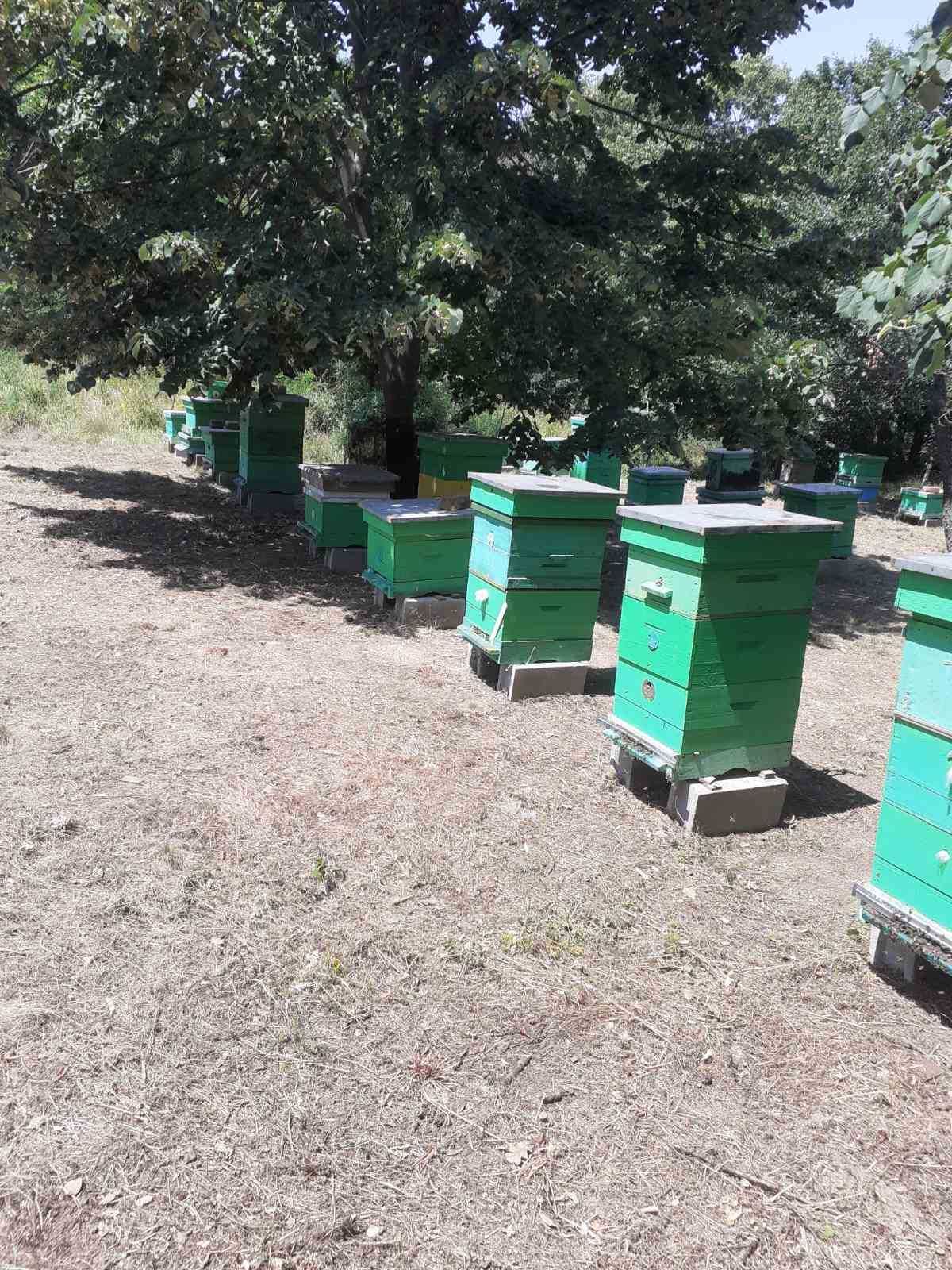 Продавам кошери с пчелни семейства Лангстрот-Рут