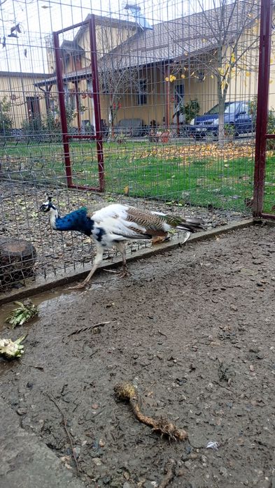 Schimb mascul arlechin