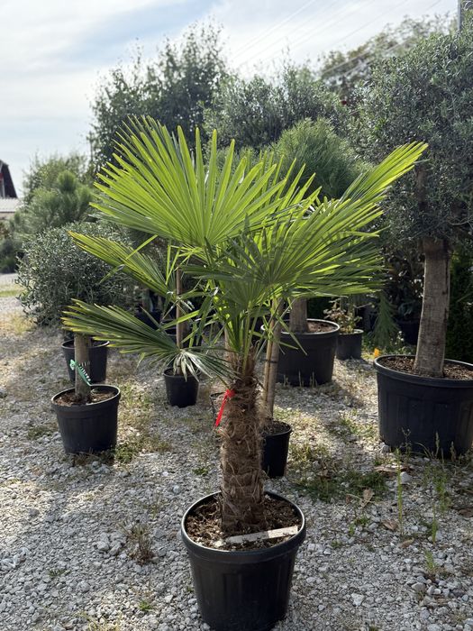Vand plante ornamentale de calitate extra