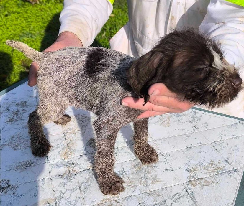 Продавам 5 дратхарчета-4 мъжки и 1 женско.