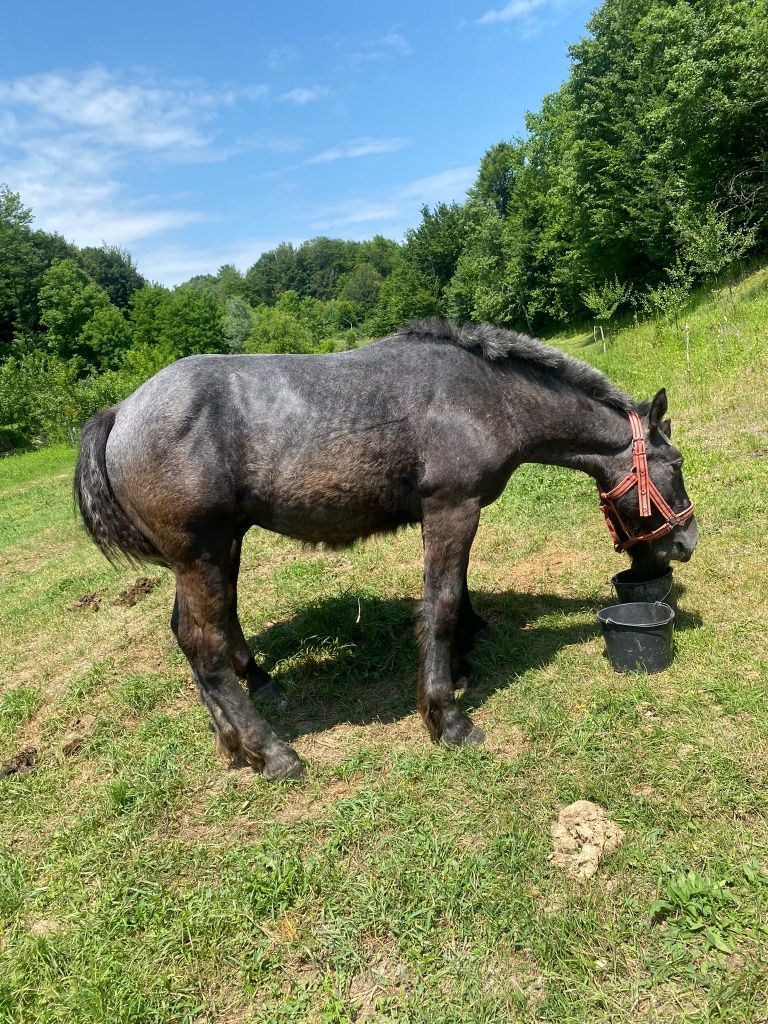 De vânzare mânz percheron