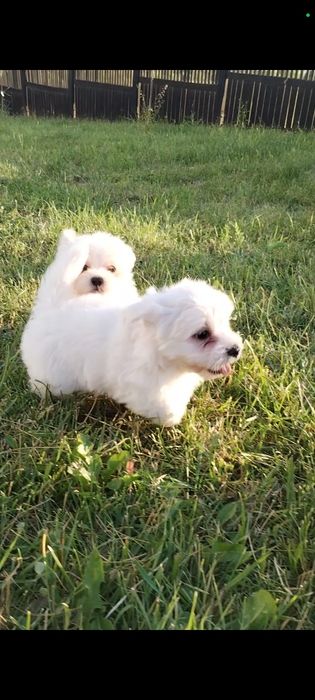 Bichon maltez talie mică