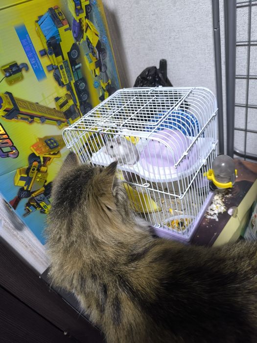 Два хомяка джунгарика, вместе с клеткой