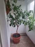 Vand pom fructifer , grepfruit , altoit , pe rod