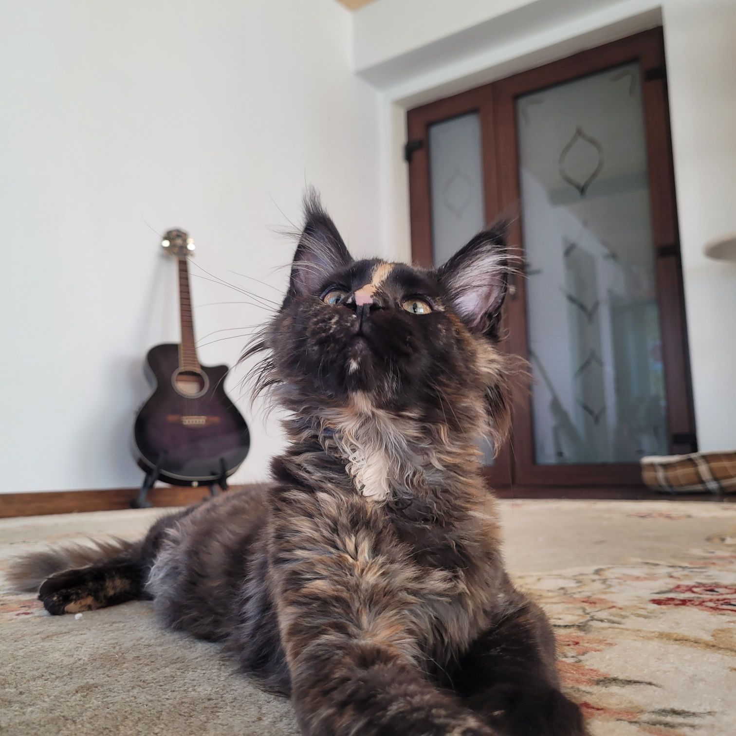 Pisică rasa maine coon