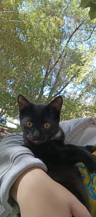Котик -уголек ищет хозяев!