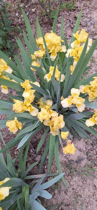 Rang barang gulsapsar (iris)