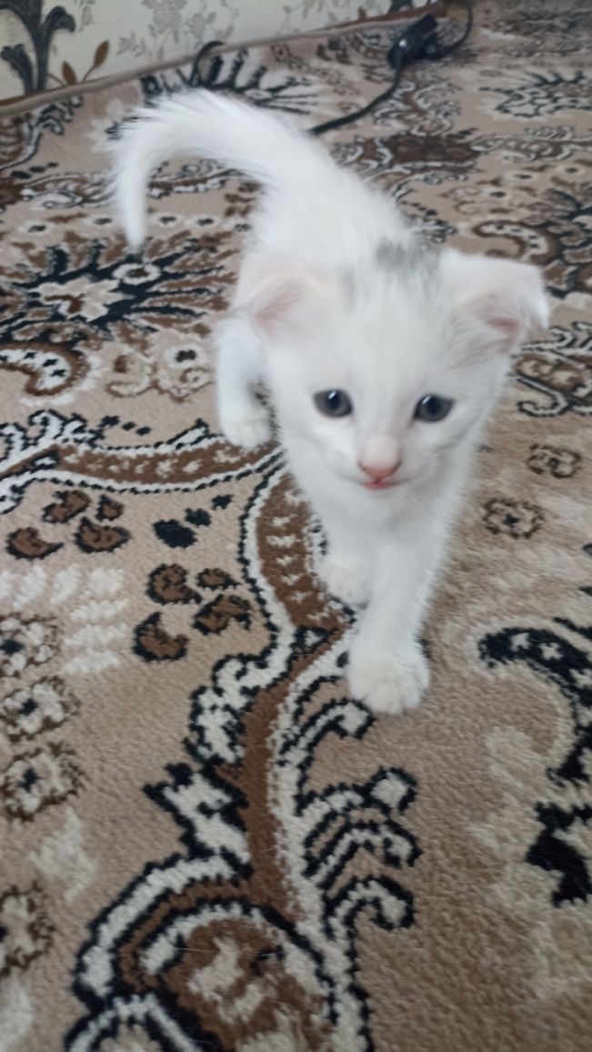 Скоттиш Фолд-Scottish Fold