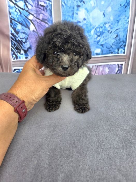 Резервирани!Пудел той сиви с документ за произход