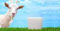 КОЗИ молоко для грудой ребенка антиалергенный