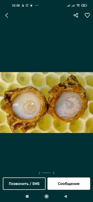 Ari suti asal ari suti