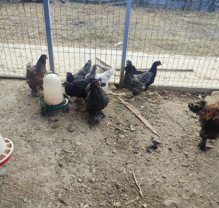 Vând șapte găini și un cocoș