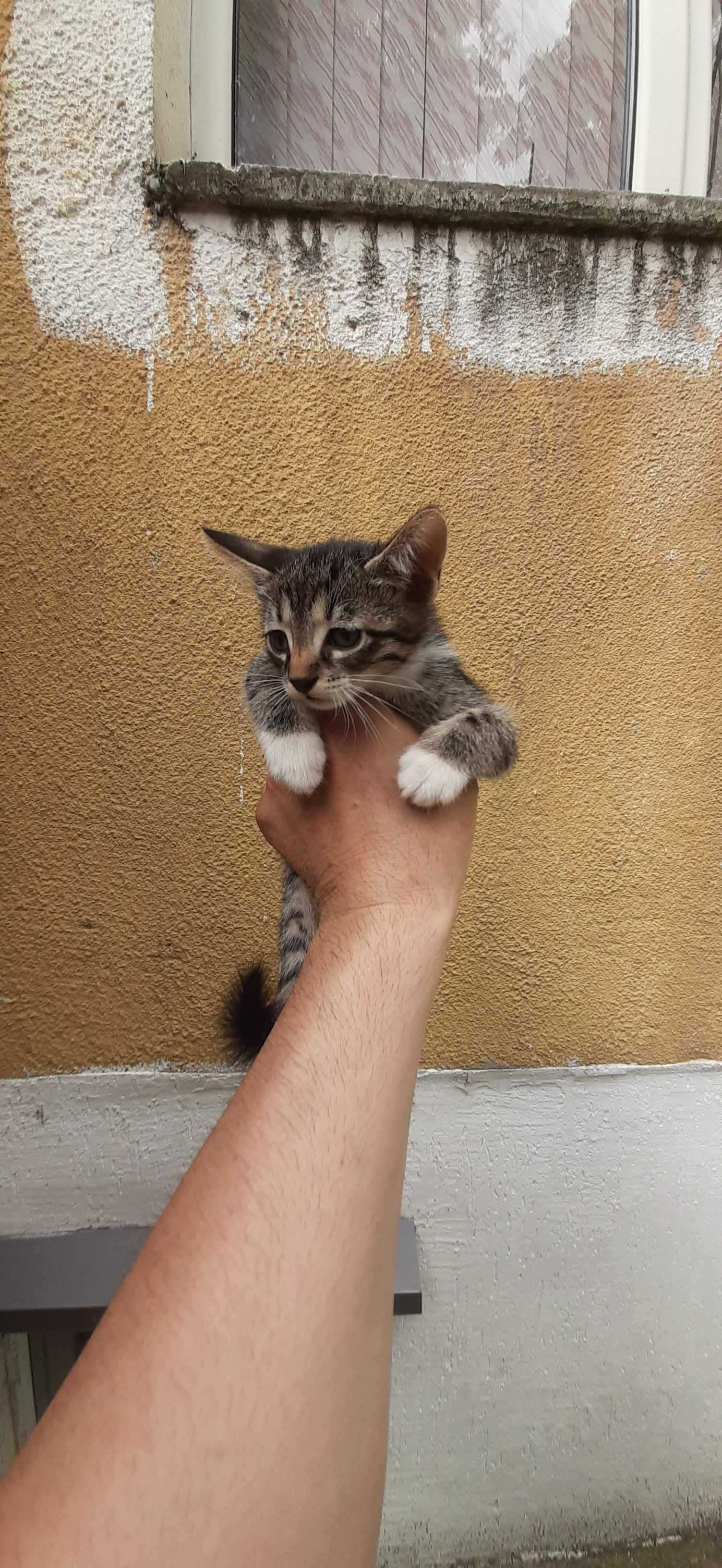 Подърявам малки котета на месец и половина.
