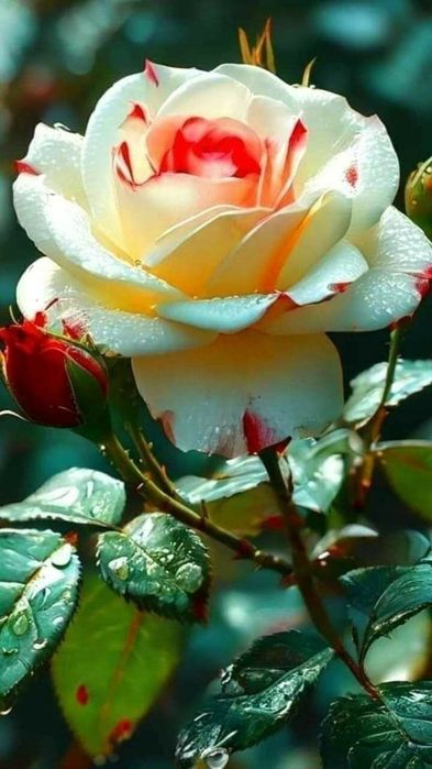 Trandafiri englezesc cu licenta intens parfumati