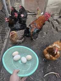 Яйца чёрных кур для лечения гадания продам