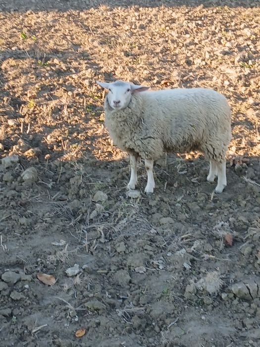 Vând Mieluță Textil