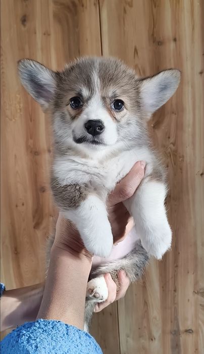 Щеночки вельш-корги пемброк девочки