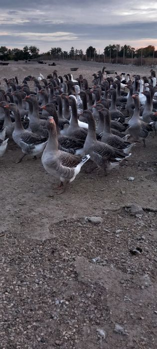 Vând gâște tinere