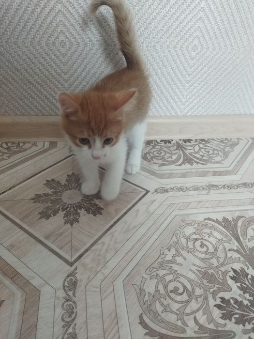 Отдам в хорошие руки котенка, 2 месяца, рыжий. Приучен к горшку.