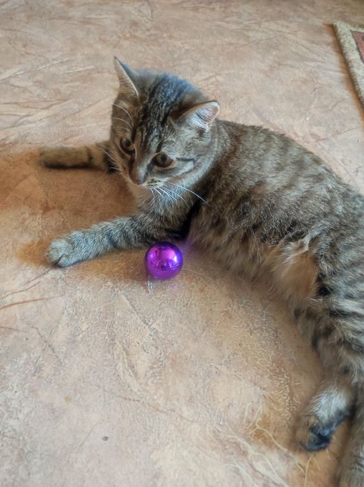 Котёнок 4,5месяцев , девочка