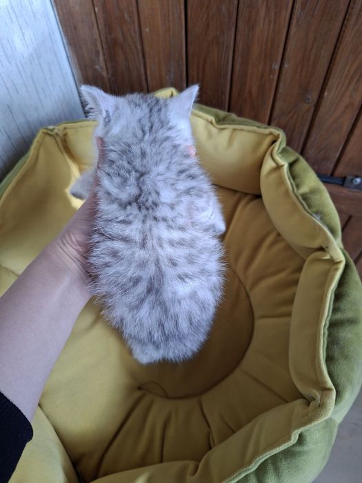 Серебристый шиншилл