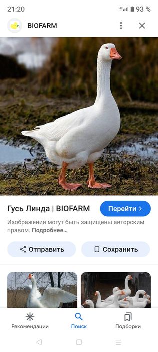 Продам гусей пятимесячных