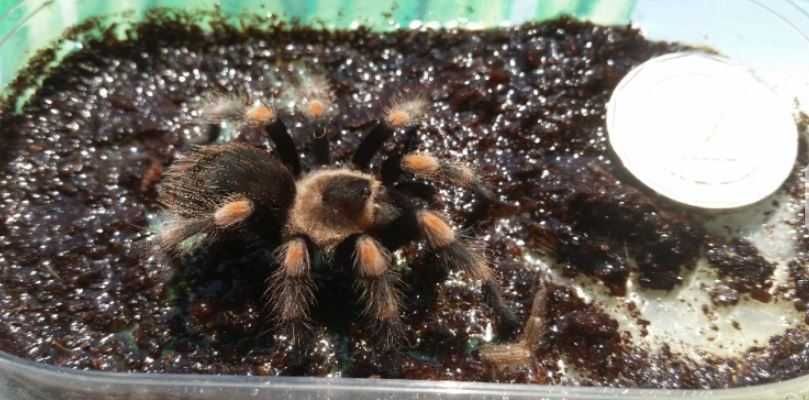 Тарантла tarantula