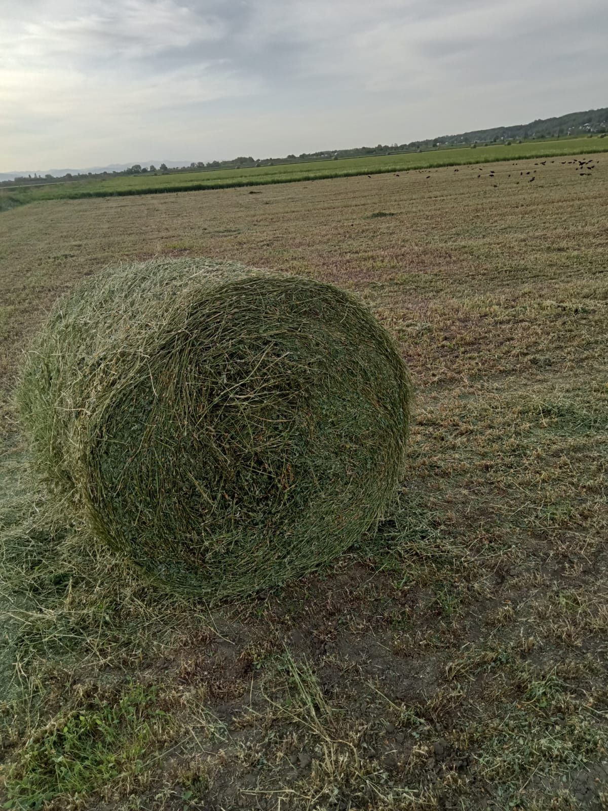 Baloți de lucernă