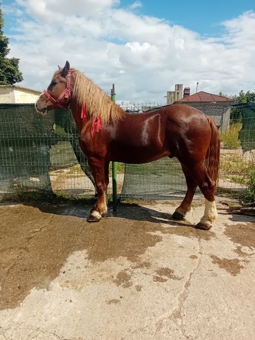 Cal castrat 1.90 analtime 5 ani