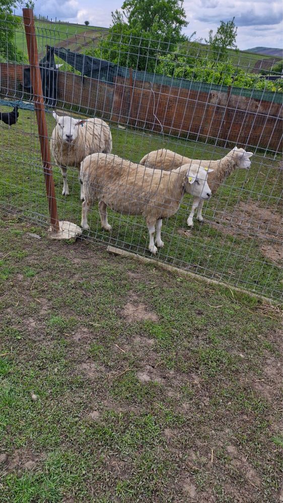 Vand un Berbec Texel original si 3 oi