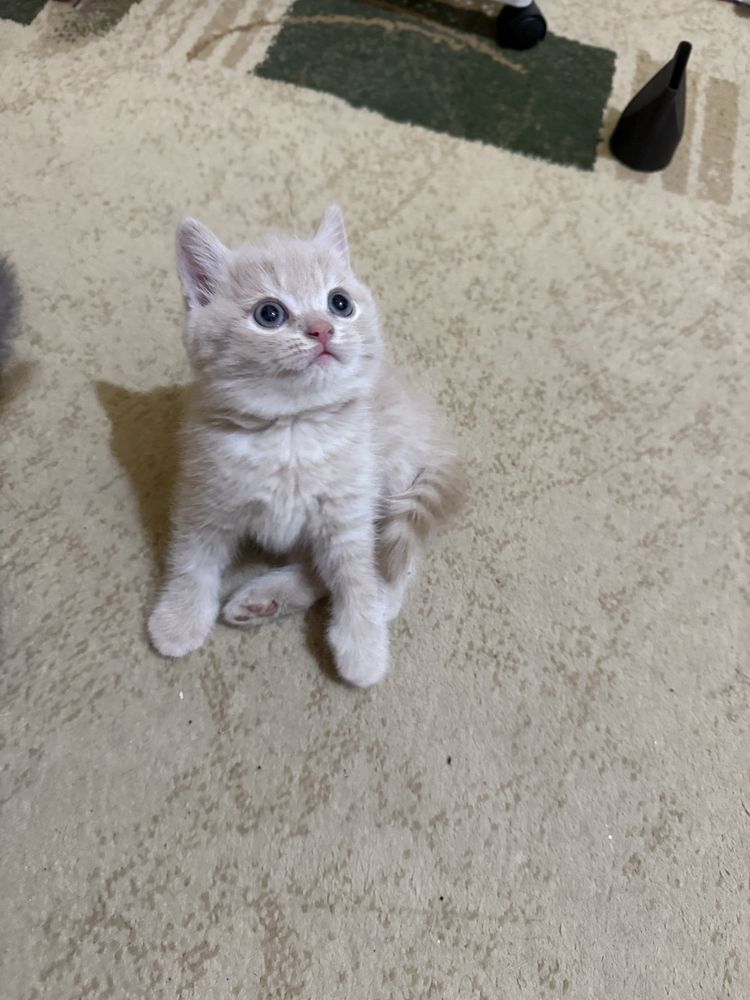 Скотиш страйт мушукчалар сотилади. Ўйинқароқ