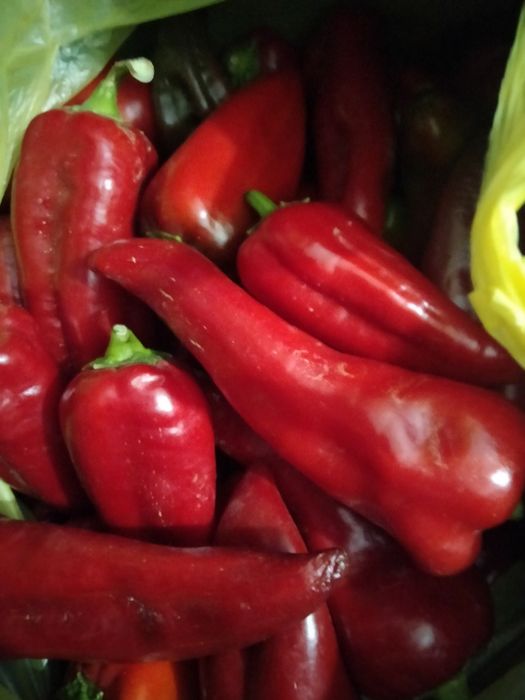 Продам Горький перец