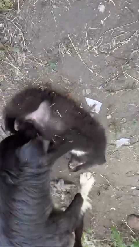 Ищем дом щенкам. Срочно!