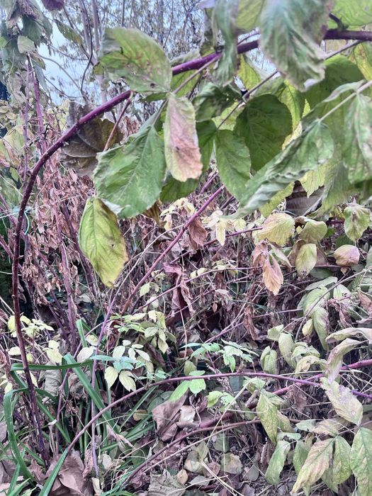 Shaftoli ,Olma,Malina,Archa ko’chatlari bor