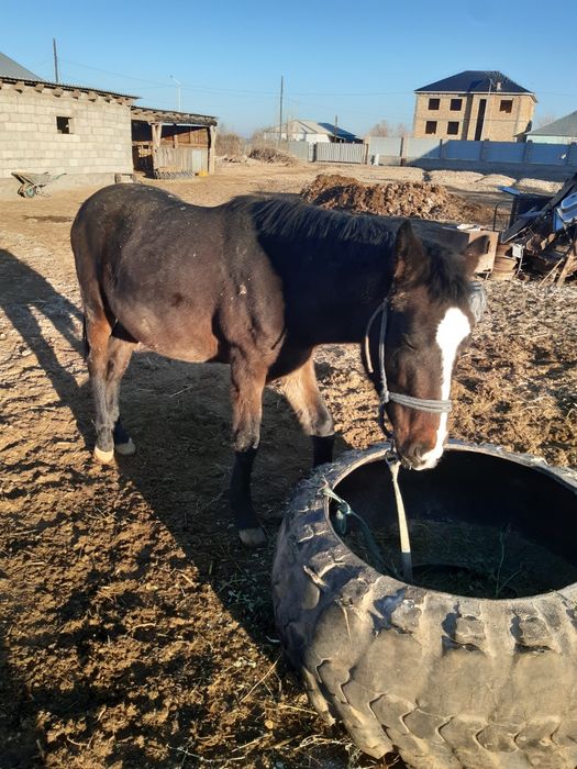 Құнаншықпа сатылады