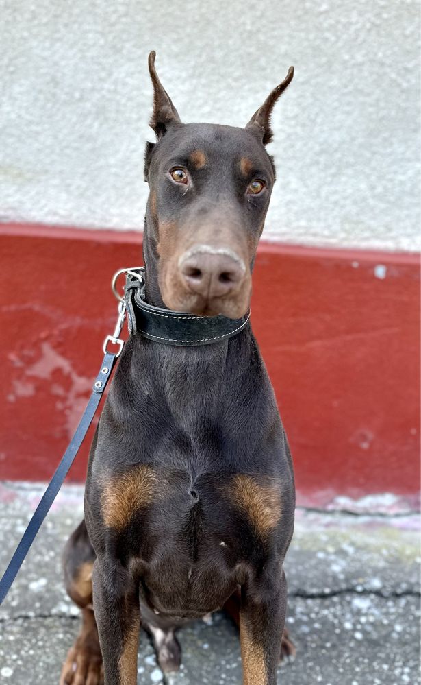 Mascul Doberman