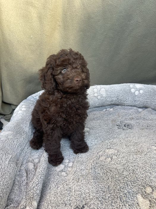 Мини пудели - кафяви