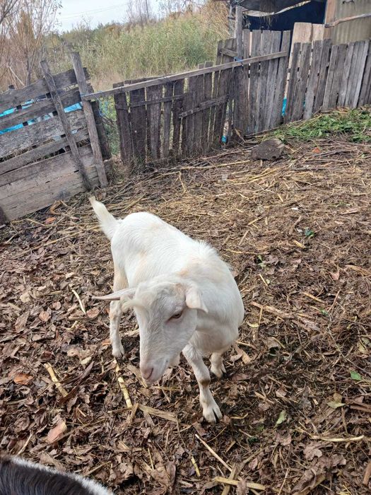 Vanzare animal curte