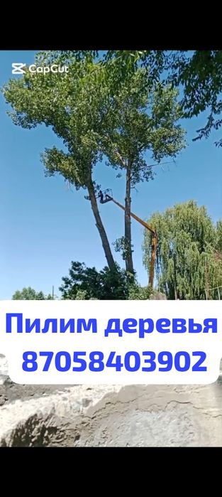 СПИЛ Аварийных деревьев