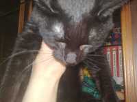 Чёрный котик, жёлтые глаза