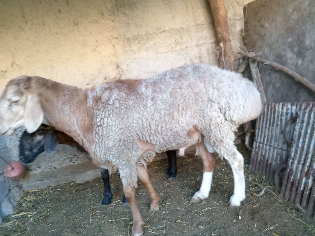 Qo'chqorlar sotiladi