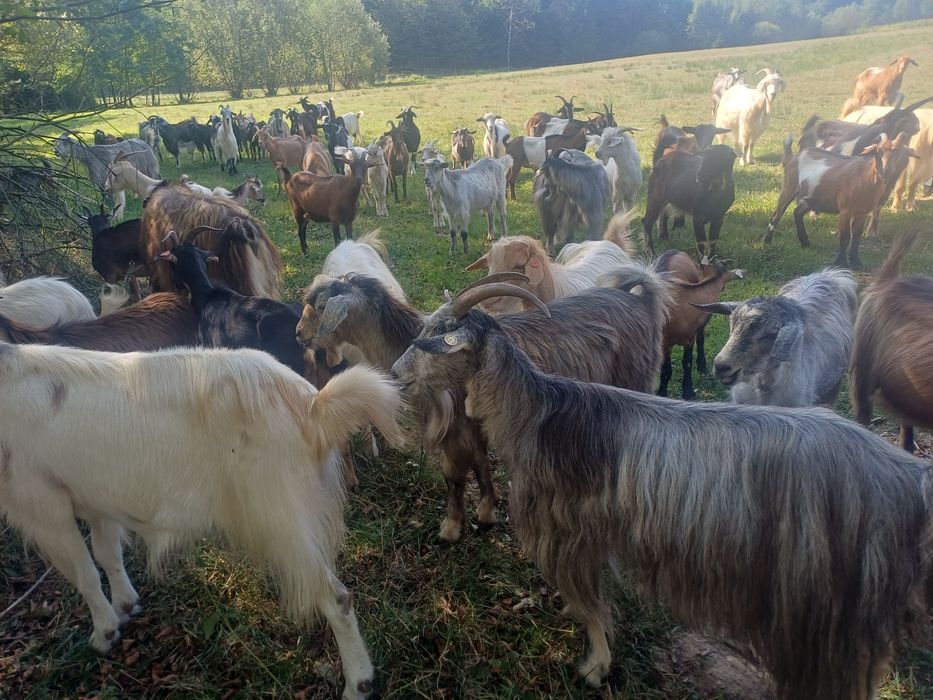 Vand capre foarte bune