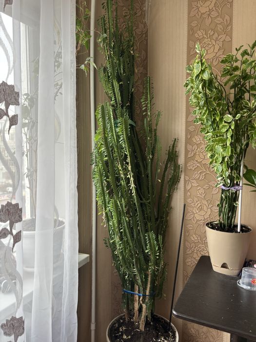 Отдам даром цветок горшочный кактус