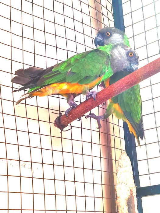 Сенегальские попугаи. Пара. Дикари.