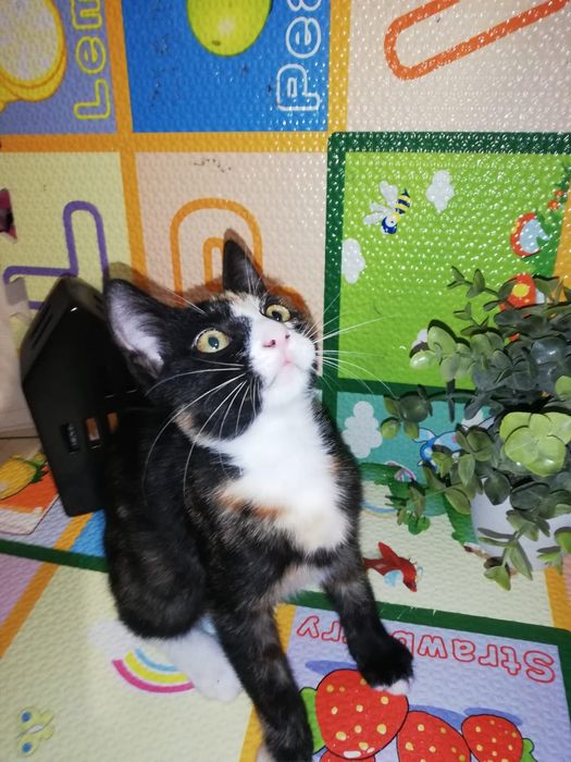 Pisicuta spre adoptie!