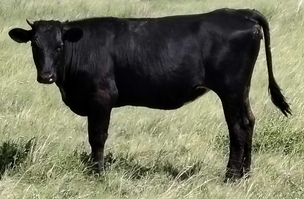 Телка крупная 600 000