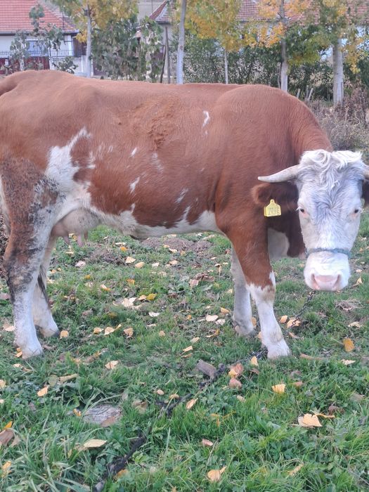 Vand vaci bune de lapte