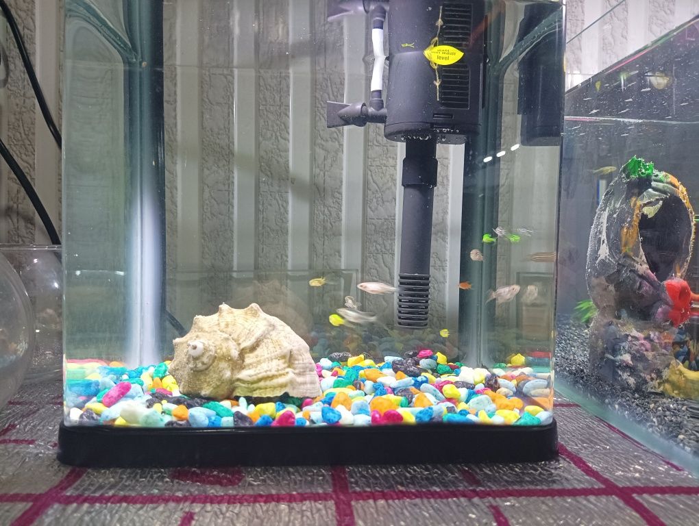 Xitoy mini akvarium 10 ta daniyo baliq bilan komplekt sotiladi