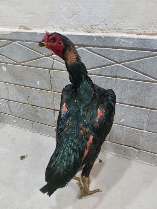 Ganoy dakan privaznoy